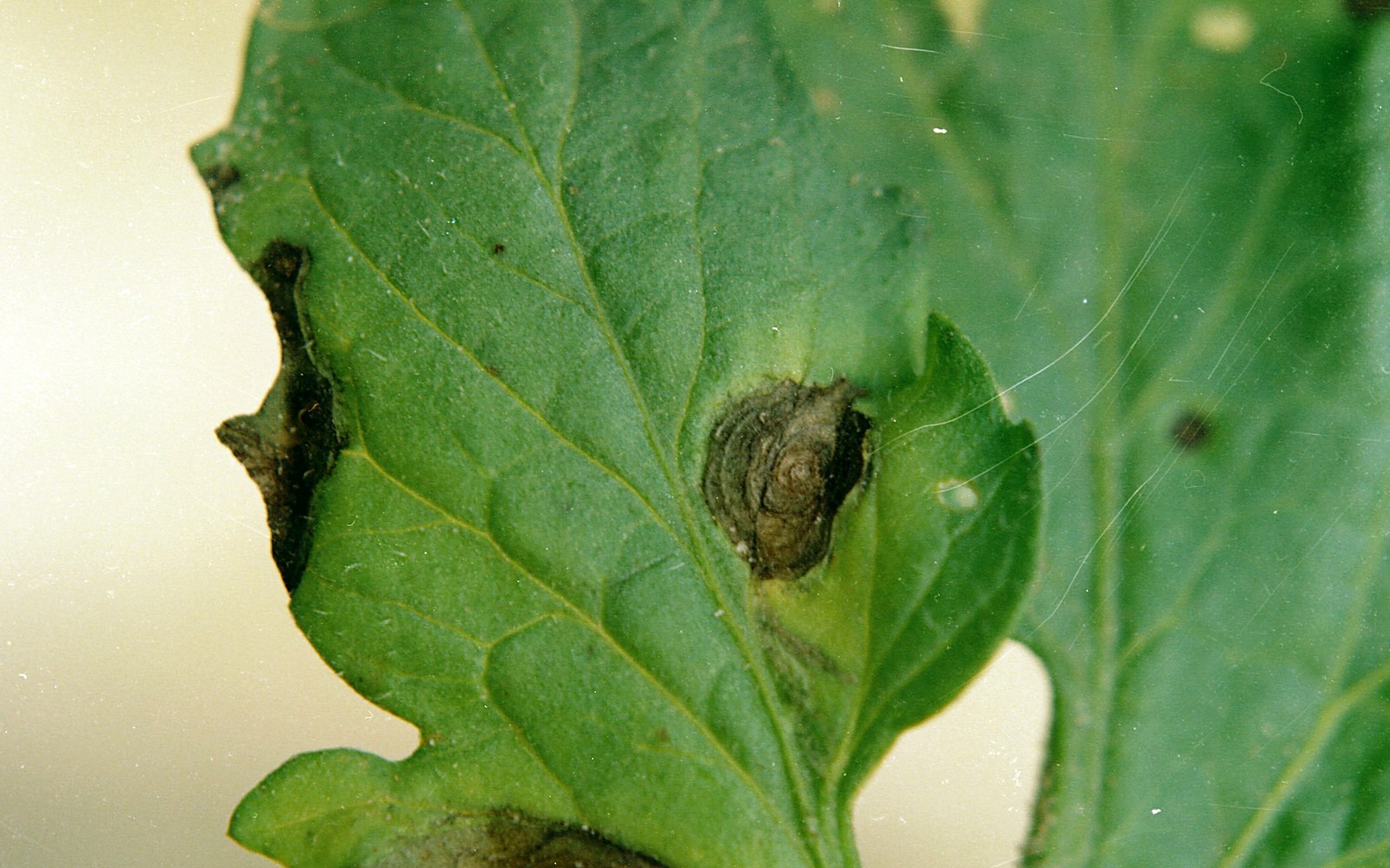 Lesiones de alternaria sobre una hoja de tomate