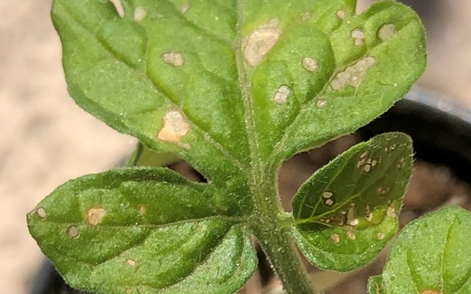 Hoja de tomate con síntomas de virus de mosaico