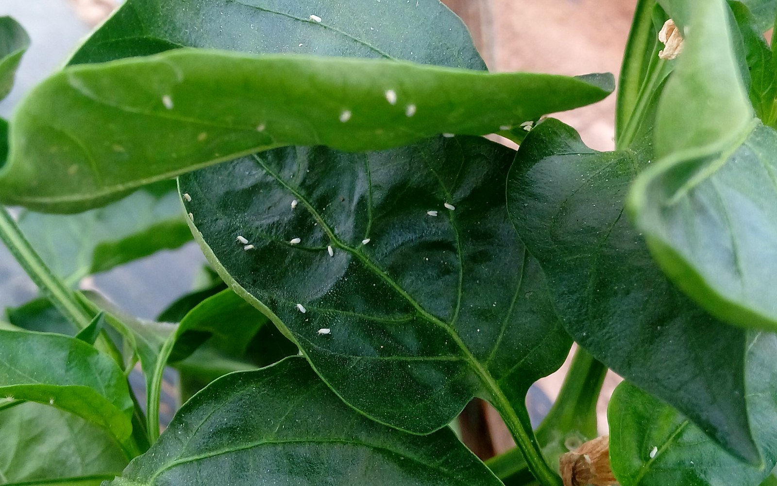 Mosca blanca posada sobre el follaje de una planta