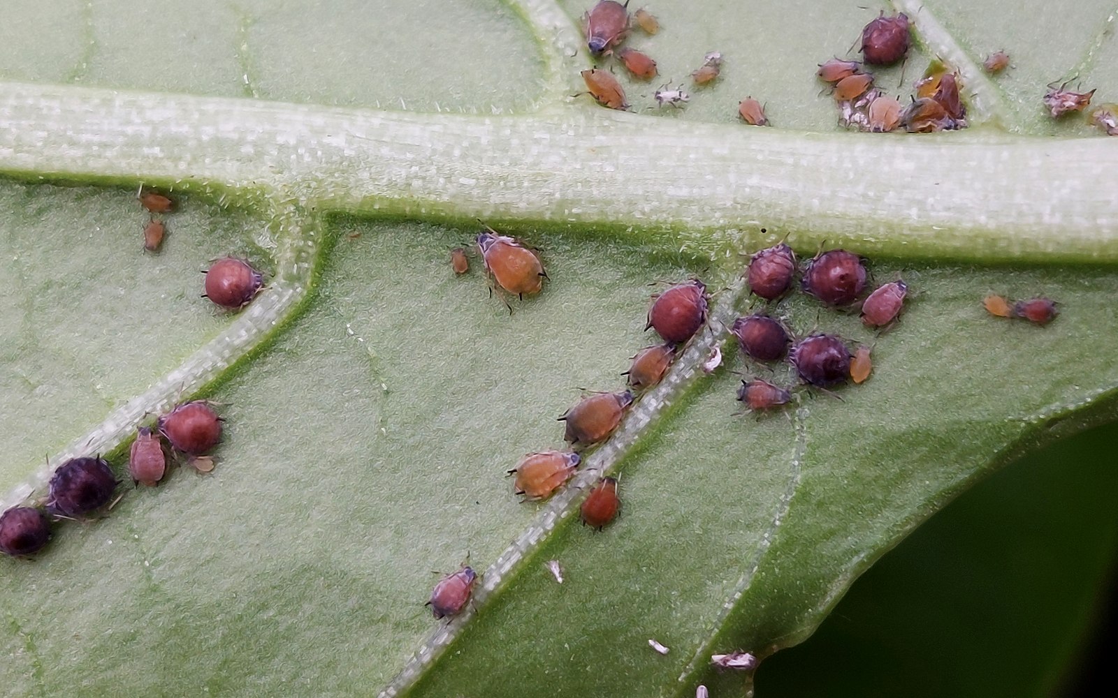 Colonia de pulgones sobre una hoja de pimentón